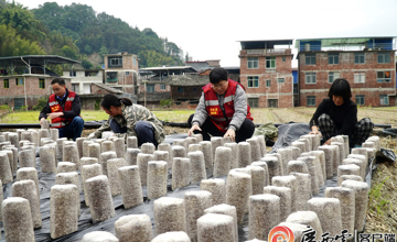 媒體聚焦 | 看柳工定點幫扶村：冬日栽下“金棒”，來年春日綻“金花”